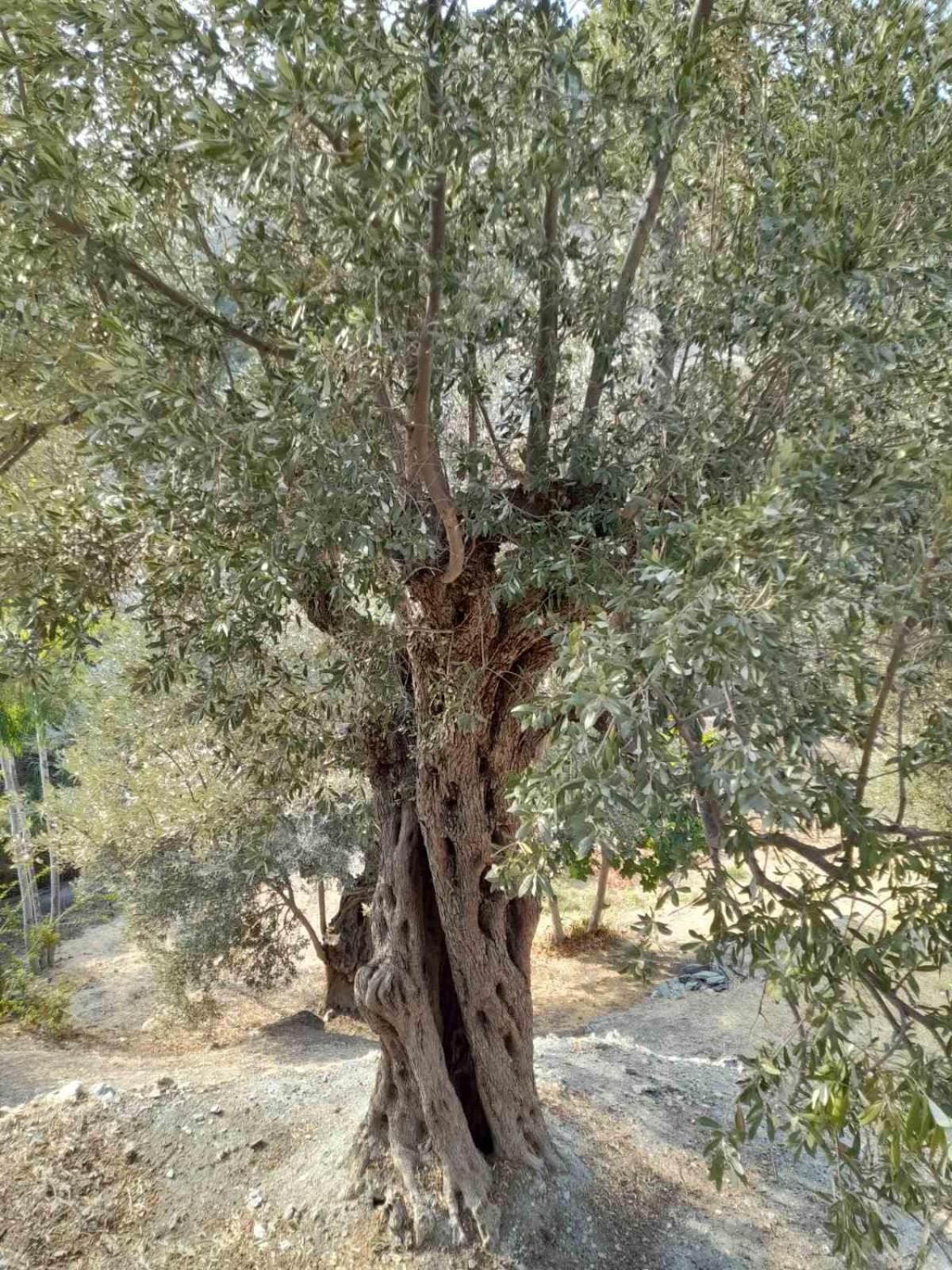 Δωμάτια Κόκκινος Πύργος Plomari Екстериор снимка